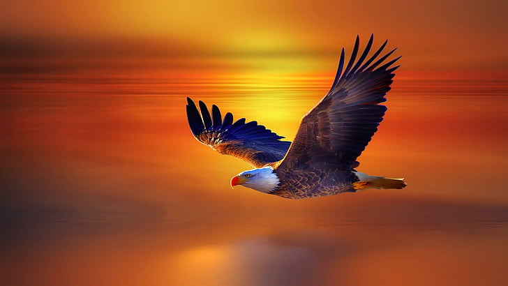 eagle, sunset, horizon, fly, bird, beak, bird of prey, sky, wildlife, bald eagle, wing, HD wallpaper