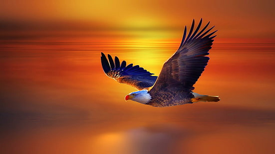 орел, закат, горизонт, летать, птица, клюв, хищная птица, небо, живая природа, белоголовый орлан, крыло, HD обои HD wallpaper