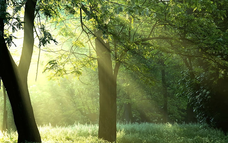 Calming Sun Rays In The Forest, Nature, Forest, HD wallpaper