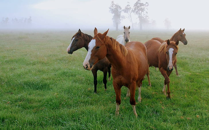 The Gang, cavalos, fotografia, beleza, animal, animais, HD papel de parede