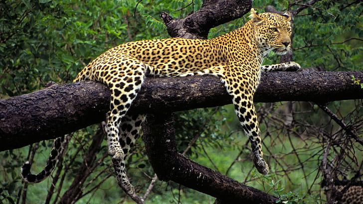 Tiere, Leopard, Leopard (Tier), HD-Hintergrundbild