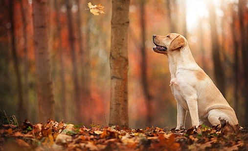Собака Осень, взрослый желтый лабрадор ретривер, животные, домашние животные, HD обои HD wallpaper