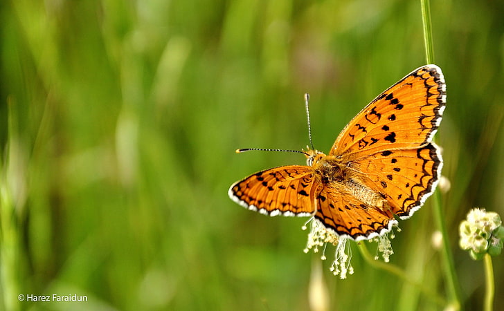 Farfalla con Kurdistan Natura, farfalla marrone e nera, animali, insetti, kurdistan, farfalla, natura, Sfondo HD