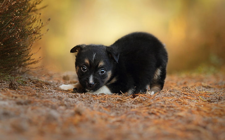 Puppy dog grass eyes-Photo HD Wallpaper, HD wallpaper