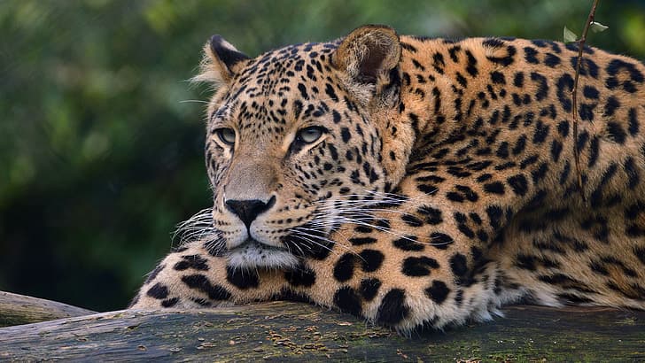 leopard, wildlife, HD wallpaper