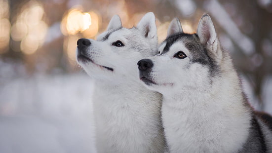 эскимосская собака, порода собак, эскимосские собаки, собаки, ездовая собака, HD обои HD wallpaper