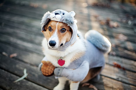 erwachsener Kitz Pembroke-Waliser-Corgi, Hund, Kostüm, Eichhörnchen, HD-Hintergrundbild HD wallpaper