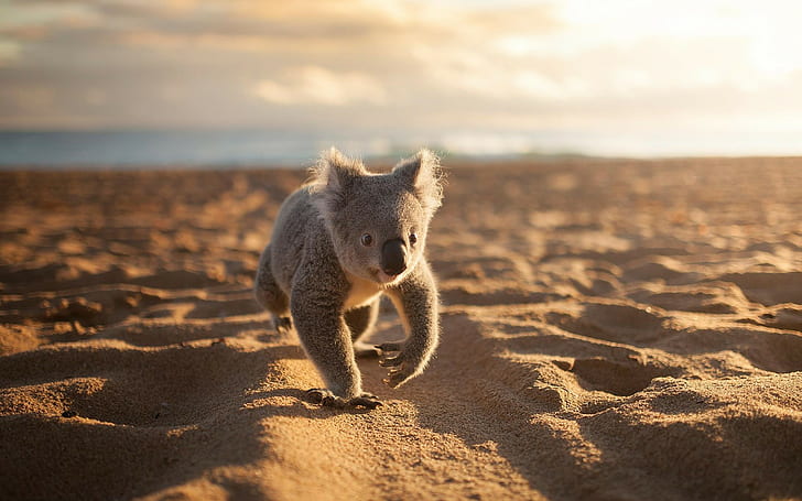 animals koalas beach sand, HD wallpaper