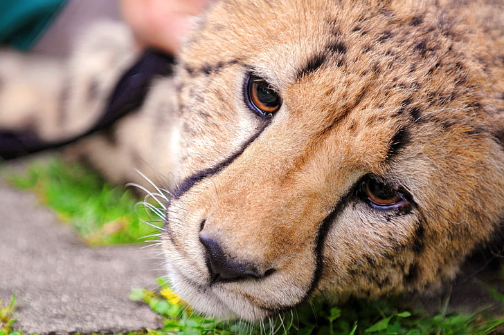 adult cheetah, cheetah, face, eyes, HD wallpaper