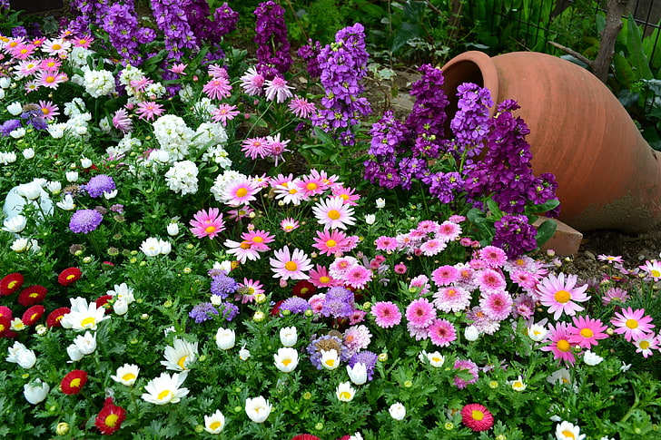 flores de pétalas de cores sortidas, canteiro de flores, diferente, muito, verduras, vaso, jardim, HD papel de parede