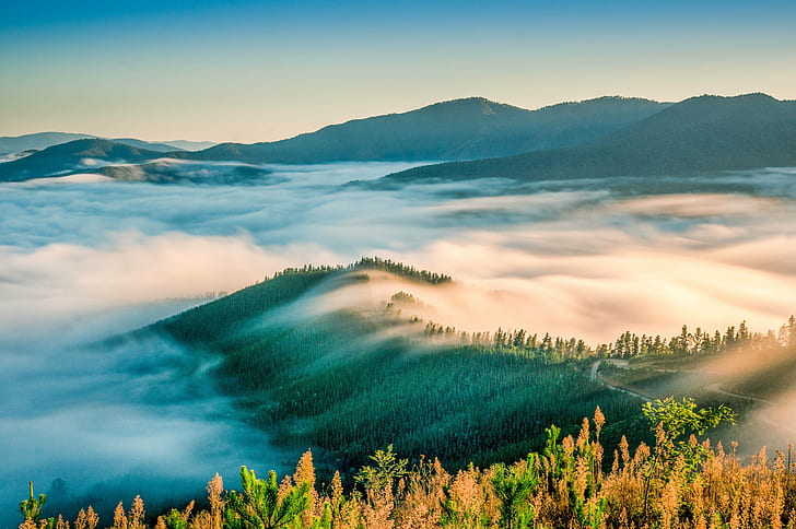 green and black mountains covered by fogs at daytime, parrot, parrot, Parrot, Peak, jpg, green, black mountains, daytime, Australia, Buckland Valley, Landscape, Long Exposure, fog, high country, nex 6, north east victoria, nature, mountain, forest, tree, outdoors, scenics, sunset, autumn, beauty In Nature, morning, mountain Peak, sunrise - Dawn, sky, HD wallpaper