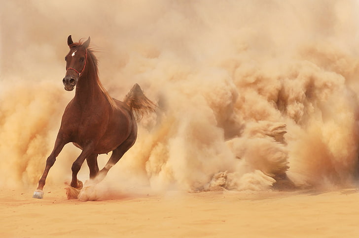 fondo de pantalla de caballo marrón, arena, caballo, polvo, correr, carreras, Fondo de pantalla HD