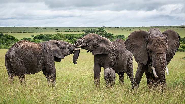 아프리카 사바나 Hd 짝짓기 코끼리 모바일 및 태블릿 3840 × 2160 배경 화면 다운로드, HD 배경 화면