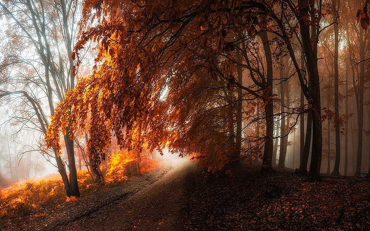 naturaleza, paisaje, camino, bosque, niebla, otoño, árboles, hojas, Fondo de pantalla HD