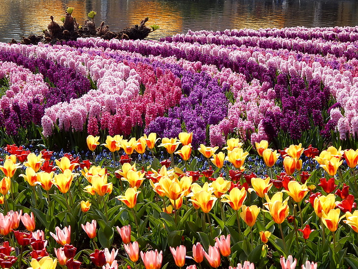 campo di fiori petalo, foto, fiori, tulipani, parco, molto, giacinti, Sfondo HD
