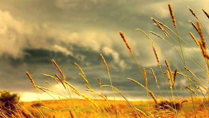 поле, трева, облаци, макро, колоски, дълбочина на полето, природа, HD тапет