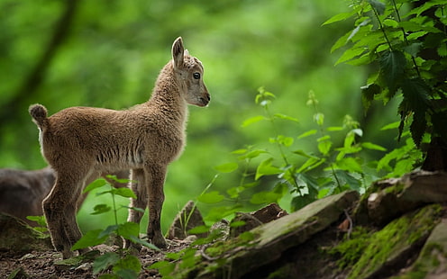 Lindo bebé cabra, cabra, cabra bebé, hierba, naturaleza, Fondo de pantalla HD HD wallpaper