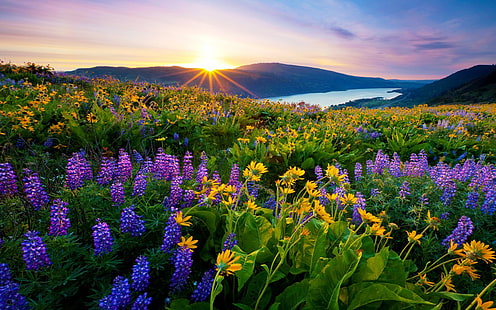พระอาทิตย์ขึ้นตอนเช้าดวงอาทิตย์แรกดอกไม้ทุ่งหญ้าพร้อมภูเขาทะเลสาบภูเขาวอลล์เปเปอร์ Hd สำหรับเดสก์ทอป, วอลล์เปเปอร์ HD HD wallpaper