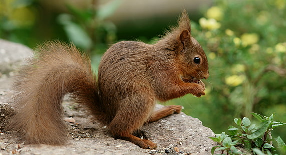 selektywna fotografia ostrości wiewiórki na skale, wiewiórka, gryzoń, zwierzę, ssak, natura, dzikiej przyrody, jedzenie, ładny, na zewnątrz, brązowy, drzewo, las, Tapety HD HD wallpaper