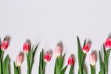 flores, tulipanes, tulipanes rosados, románticos, primavera, rosados, Fondo de pantalla HD HD wallpaper