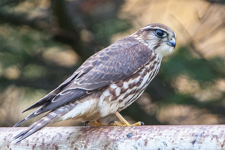 brown and white bird, look, bird, predator, Falcon, profile, HD wallpaper