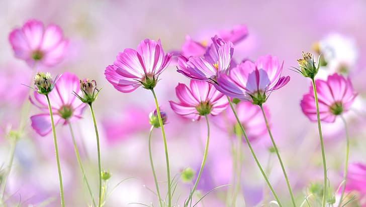 rosa, kosmeya, sommer., HD-Hintergrundbild