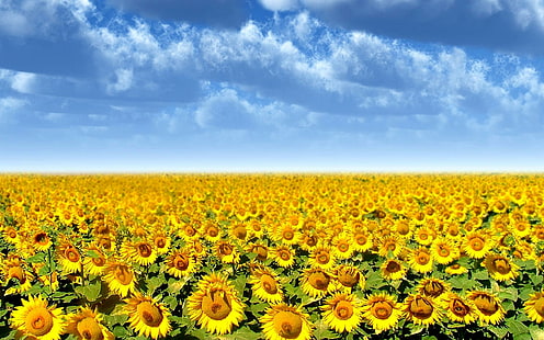 Sunflower Field, sun flower field, field, yellow, sunflower, nature, flower, 3d and abstract, HD wallpaper HD wallpaper