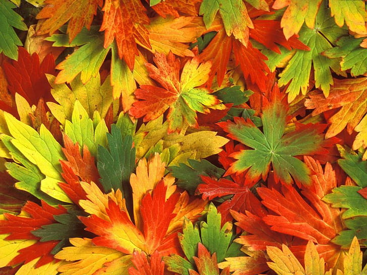 background colour Colourful Leaves !!! Nature Other HD Art , nature, background, other, colour, HD wallpaper