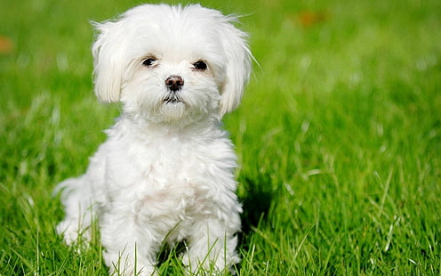 น่ารักสุนัขมอลทีสลูกสุนัขสีขาว, วอลล์เปเปอร์ HD HD wallpaper