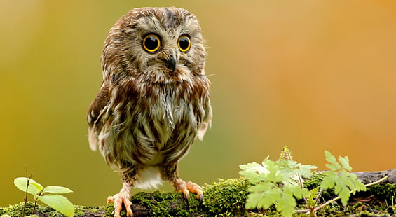 Cute Owl, brown and gray grass owl, Animals, Birds, Bird, Baby, Branch, Funny, Animal, Cute, HD wallpaper HD wallpaper