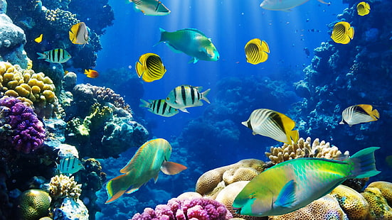 рыба, океан, море, морские котики, тропический, подводный, HD обои HD wallpaper