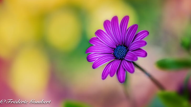 purple Daisy flower, Spring, delight, Daisy, flower  flower, flowers, light, sun, sunlight, color  purple, green, yellow, portrait, garden, macro, nikon, nature, plant, flower, summer, beauty In Nature, close-up, HD wallpaper