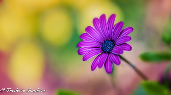 紫のデイジーの花、春、喜び、デイジー、花の花、花、光、太陽、日光、色紫、緑、黄色、肖像画、庭、マクロ、ニコン、自然、植物、花、夏、自然の美しさ、閉じる-アップ、 HDデスクトップの壁紙 HD wallpaper