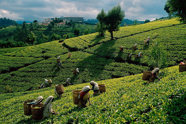 зеленое растение, чай, плантации, поля, работающие женщины, сборы, HD обои