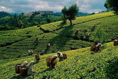 green plant, tea, plantations, fields, working women, gathering, HD wallpaper HD wallpaper