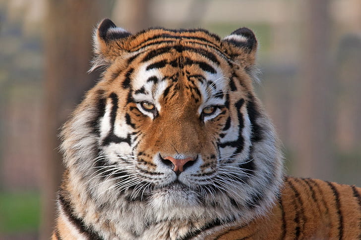 The tiger eyes, Animal, predator, the tiger, color, face, eyes, HD wallpaper