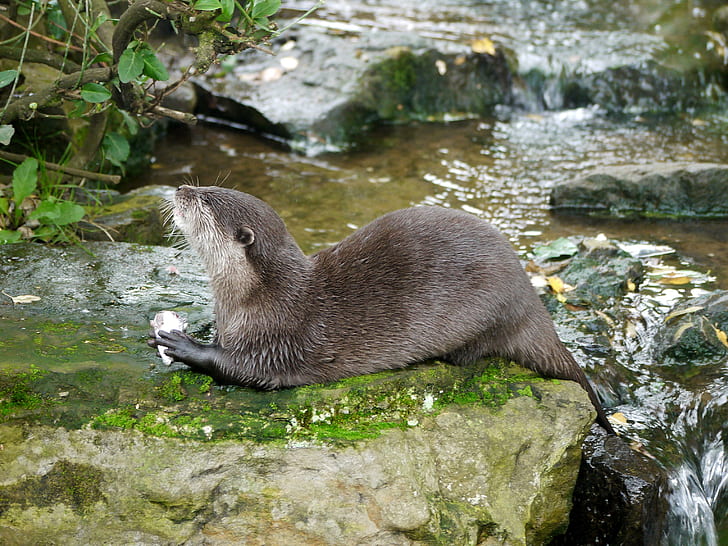 Otter by a Stream., meal, stream, woburn, otter, fish, HD wallpaper