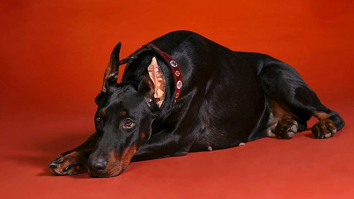 adult black and brown Dobermann, doberman, dog, down, big, photoshoot, HD wallpaper