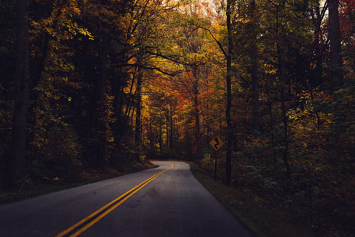 дорога между деревьями, бетонный тротуар в окружении деревьев, дорога, осень, листья, природа, деревья, знак, темный, асфальт, дорожный знак, лес, HD обои