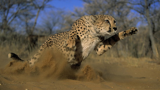 Гепарди, гепарди, скок, бягане, поле, трева, прах, HD тапет HD wallpaper
