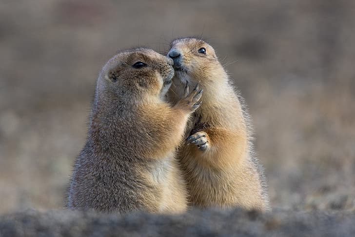 love, background, a couple, bokeh, rodents, Prairie dogs, HD wallpaper