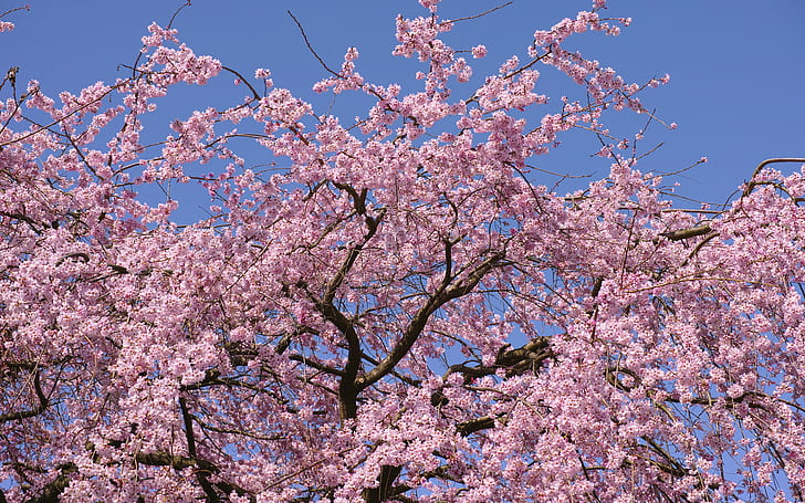 Cherry Blossom Flowers Tree HD, körsbärsblommor, natur, blommor, träd, blomning, körsbär, HD tapet