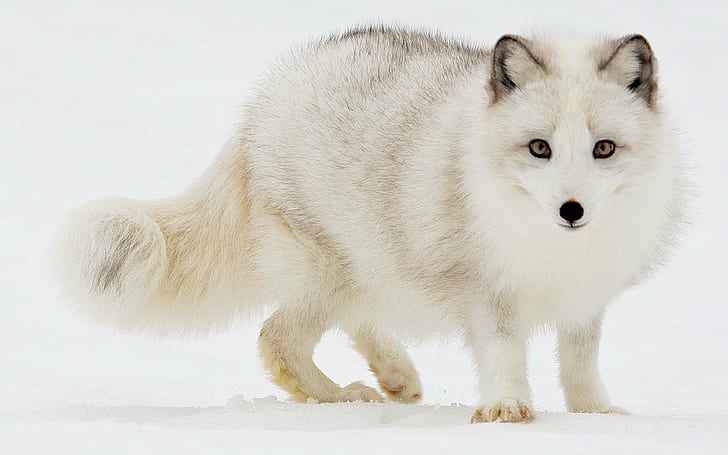 arctic, Fox, foxes, HD wallpaper