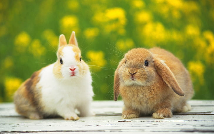 귀여운 토끼, 사랑스러운, 플로피 귀, 갈색 모피, 귀여운 토끼, 사랑스러운, 플로피 귀, 갈색 모피, HD 배경 화면