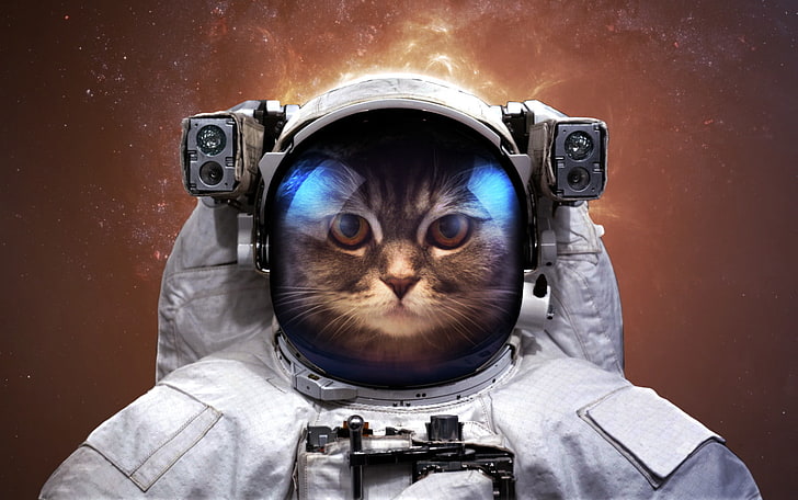 сива табби котка, космонавт, котка, космос, хумор, Вадим Садовски, HD тапет