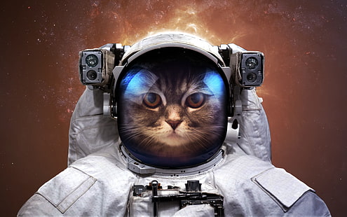 kucing kucing abu-abu, astronot, kucing, ruang, humor, Vadim Sadovski, Wallpaper HD HD wallpaper