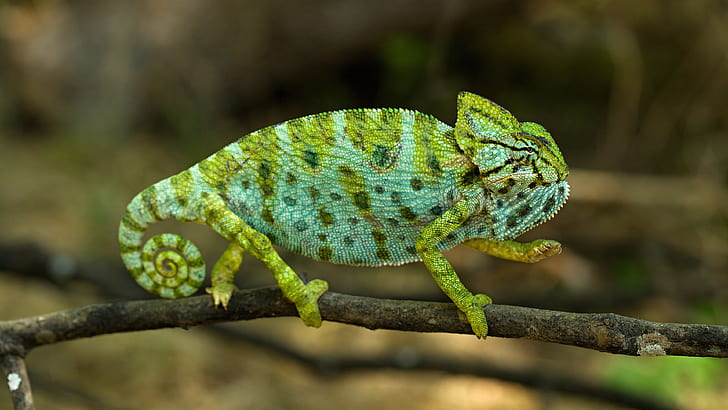 green, chameleon, background, legs, branch, spiral, tail, profile, bokeh, spotted, reptile, HD wallpaper