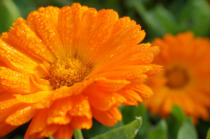 オレンジ色の花、カレンデュラオフィシナリス、カレンデュラオフィシナリス、ドロップス、カレンデュラオフィシナリス、浅いフォーカス、写真、オレンジの花、ソニーアルファ、Nex 5N、マウント、キヤノンFD、ヴィンテージ、プライムレンズ、ベスト、35 mm、キヤノンFD、SpeedBoosterの浅いフォーカス写真、Focal Reducer、manuelle、manual、focus length、Baden-Württemberg、BW、Germany、Deutschland、Europe、Europa、Light、Licht、Tau、Dew、Orange、bunt、Nature、Natur、photoshop、OOC、genuine、Explore、Popular、花、植物、黄色、花びら、夏、クローズアップ、花の頭、 HDデスクトップの壁紙