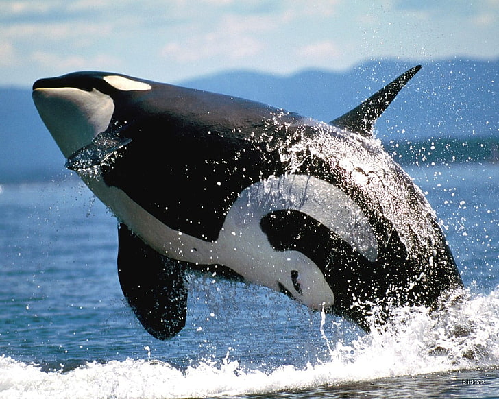orca, sea, splashes, animals, HD wallpaper