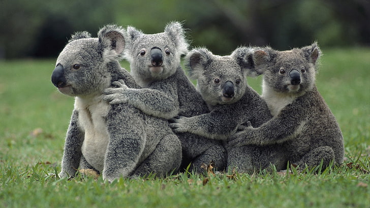 empat abu-abu Koala, koala, rumput, duduk, keluarga, Wallpaper HD